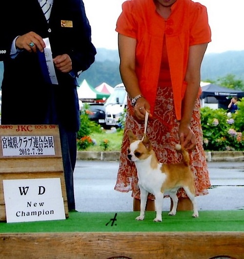 在舎犬 1