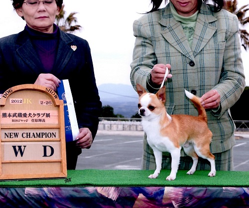 在舎犬 2
